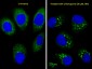 LC3 Antibody (APG8B) (N-term)