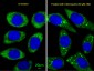 ATG16L Antibody