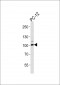 Rat Atp1a1 Antibody (N-term S23)