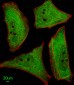 Ubiquilin1 Antibody (Center)