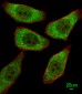 FDPS Antibody (N-term)