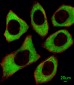 PTPN6 Antibody (Center)