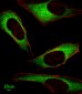 ITPA Antibody (N-term)