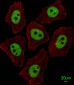 XRCC1 Antibody (Center)