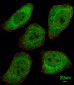 PTTG1 Antibody (N-term)