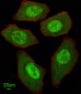 FANCC Antibody (C-term)