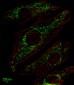 SLC25A37 Antibody (C-term)
