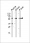 GPI Antibody (C-term)