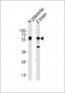 DANRE stk3(36kDa subunit) Antibody (Center)