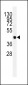 VEGFC Antibody