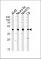 CREB1 Antibody