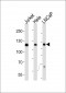 USP11 Antibody (C-term R565)