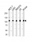 VCP Antibody