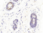 GATA3 Antibody (Center)