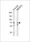 HSPA8 Antibody (C-term)