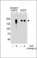 Phospho-EGFR(Y1172) Antibody