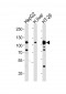 MET/HGFR Antibody