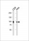 STAT3 Antibody