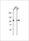 MAGED1 Antibody (Center)