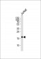 MAFK Antibody