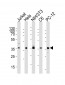 RAD51 Antibody