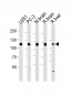 USP5 Antibody