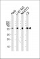 ATG5 Antibody