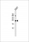 TFAM Antibody (C-term)