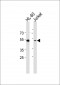 RUNX3 Antibody (Center)