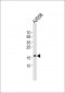 SNX3 Antibody (Center)