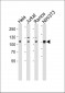 Cellular Apoptosis Susceptibility Antibody (C-term)