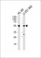 RELA Antibody (N-term)