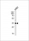 BBS5 Antibody (Center)
