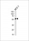 ACVRL1 Antibody (N-term)