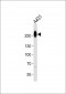 MYH14 Antibody (Center)