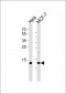 RBX1 Antibody (C-term)