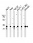 CYC1 Antibody (Center)