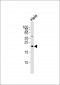 IL18 Antibody (C-term)