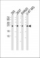 UCHL3 Antibody (C-term)