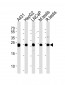 TPI1 Antibody (C-term)