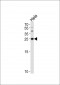 YWHAG Antibody (Center)