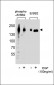 Phospho-ERBB2(Y1127) Antibody