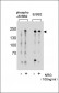 Phospho-ERBB2(Y877) Antibody
