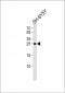 REG3G Antibody  (Center)