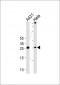 SFN Antibody (C-term)