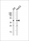 SIRT3 Antibody (C-term)