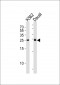 MOB4A Antibody (C-term)