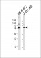 SEPT4 Antibody (N-term)