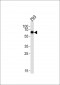 SPAK Antibody (Center)