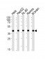 GOT2 Antibody (N-term)